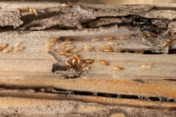 Professional Pest Control in South Jordan, UT